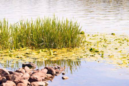 湿地 坎布吉 夏天 沼泽 高的 池塘 岩石 生活 芦苇 阔叶