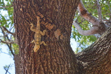 树上的蜥蜴