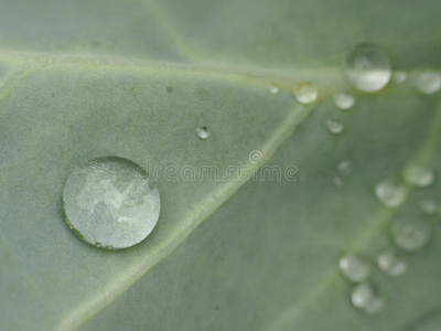 雨滴落在树叶上