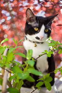 猫科动物 自然 燕尾服 照顾 外部 阳光 粉红色 同伴 树叶