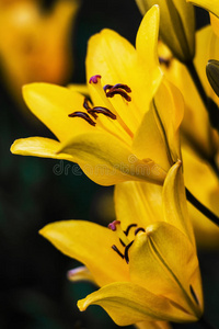 特写黄花菜花