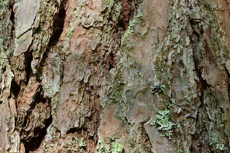 轮廓 阴影 颜色 木材 美丽的 摄影 森林 乡村 裂缝 形象