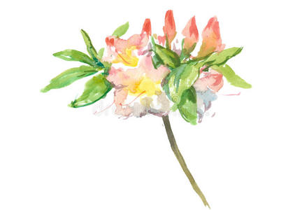 图可编辑水彩紫色的杜鹃花花和树枝无缝的轻拍卡通花贴纸杜鹃花粉红色