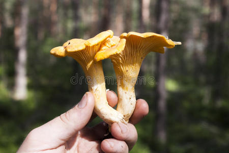 秋天 自然 香肠 美食家 森林 蔬菜 香菇 真菌 食物 蘑菇