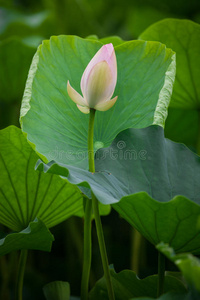 娱乐 漂亮的 假日 和平 泻湖 莲花 池塘 和谐 好的 闲暇