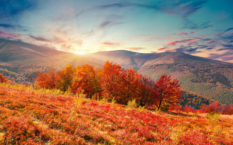 五彩缤纷的秋天早晨在喀尔巴阡山