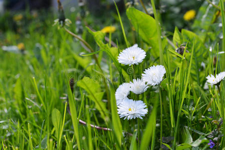 白花