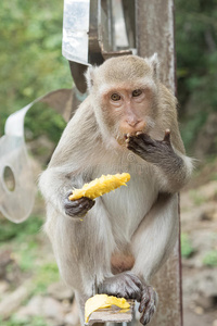 饥饿的 自然 猴子 毛皮 漂亮的 生物 可爱的 野生动物