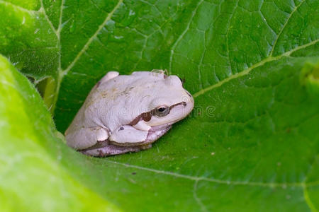 白绿色的青蛙图片