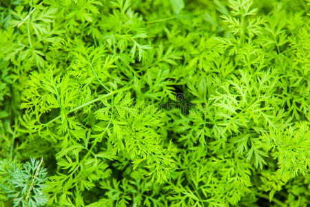 草本植物 农事 颜色 成长 花园 生物 胡萝卜 园艺 食物