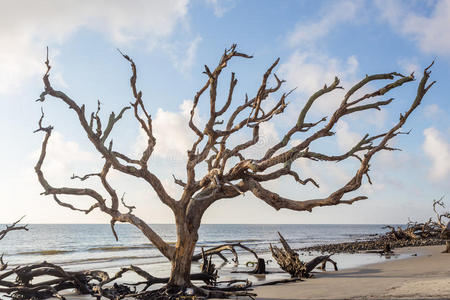 漂流 古老的 海洋 轮廓 橡树 万圣节 海滨 浮木 旅行