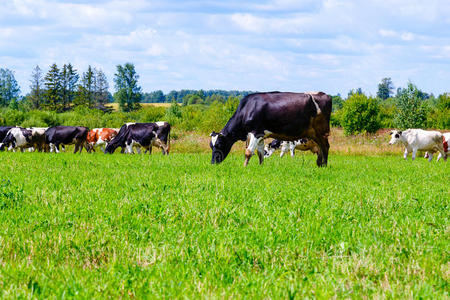 动物 奶牛 农场 牲畜 领域 草地 乳制品 自然 文化 兽群
