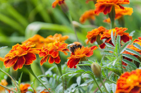 大黄蜂和花
