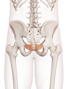 医学教育人体解剖学图表髂尾骨骶骨和尾骨尾骨解剖尾骨尾骨