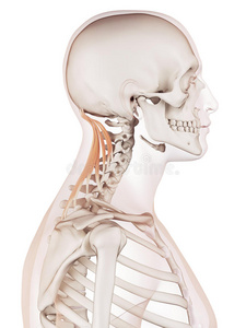 脖子后面骨头凸起图片
