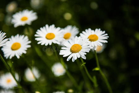 自然 花瓣 草地 黛西 框架 花束 公司 洋甘菊 美女 美丽的