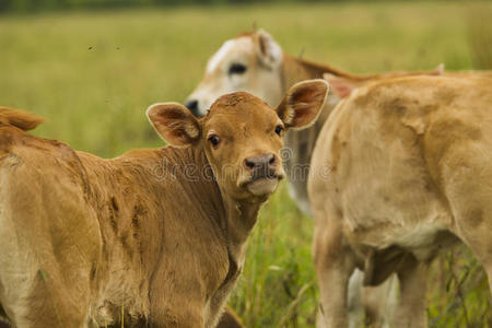 牧场上的奶牛和小牛。