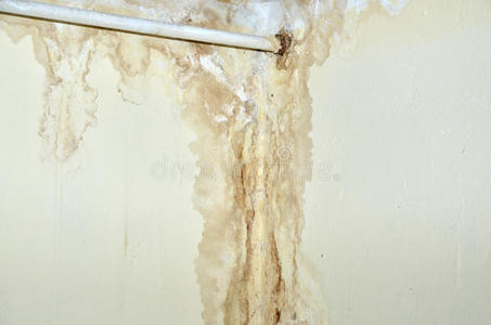 古老的 疾病 真菌 潮湿 房子 打扫 房间 卫生 孢子 整修