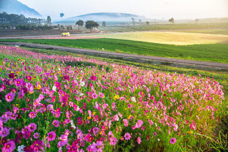 美丽的 傍晚 森林 黄昏 风景 植物学 颜色 天堂 花的