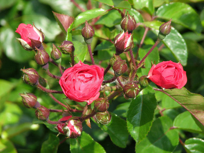 玫瑰 植物 花园 玫瑰色 太多了 开放 植物区系 念珠菌