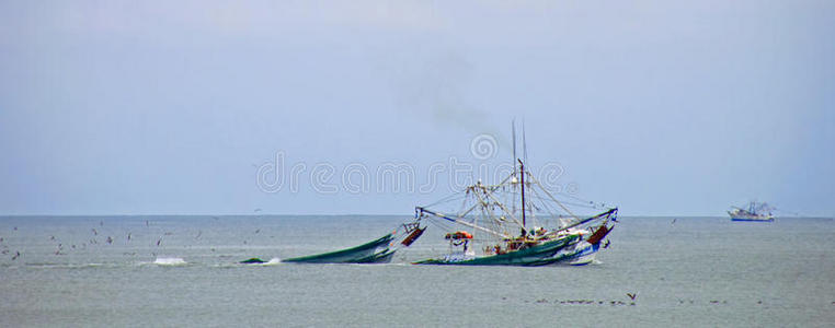 海岸 大西洋 海鲜 海鸥 海的 海洋 海洋的 抓住 甲壳类动物