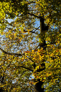 美女 风景 分支 树叶 外部 落下 美丽的 季节 颜色 国家的