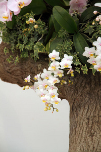 景观 公园 美丽的 园艺 花园 特写镜头 植物区系 兰花