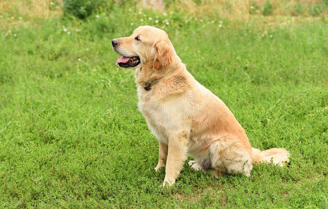 一只金色猎犬的特写肖像