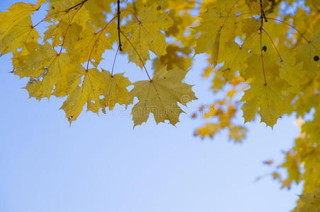 秋天黄色的枫叶映衬着蓝天