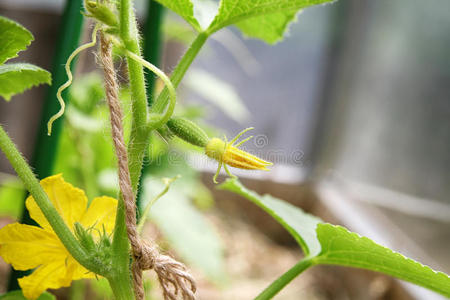 胚芽 特写镜头 农业 夏天 植物 蔬菜 温室 健康 栽培