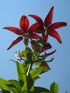 雄蕊 自然 园艺 植物 盛开 春天 花瓣 花的 花园 天空