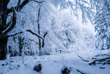 冰雪冬林