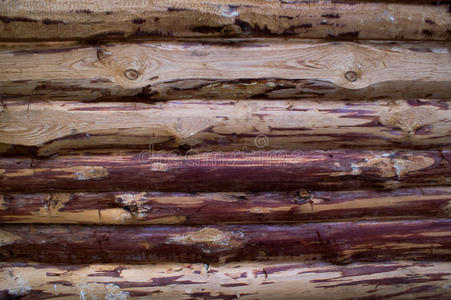 木材 松木 树皮 材料 圆圈 森林 行业 砍伐 繁荣 男人