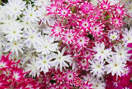 卡片 花园 祝贺 夏天 灌木 粉红色 福禄考 自然 紫色