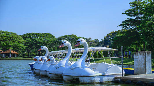 运动 自然 国家 风景 码头 沼地 闲暇 公园 浮动 阳光