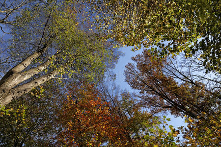 山毛榉森林在秋季，下萨科尼，德国