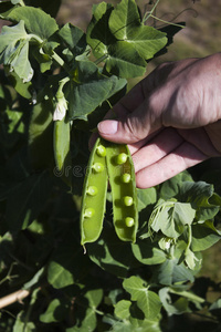 农业 素食主义者 植物 豆荚 豆类 作物 领域 营养 美食家