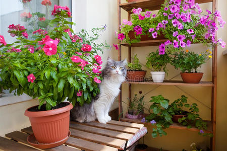 阳台上有小桌子椅子花和猫。