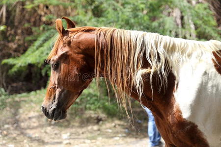 一匹棕色和白色的马的特写镜头