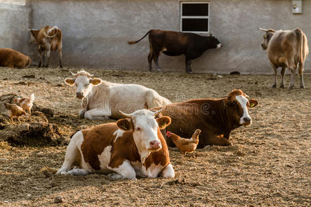 行业 兽群 奶牛 牛奶 国家 牲畜 小牛 吃草 农田 喂养