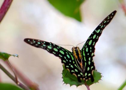 尾松鸦graphium agamemnon蝴蝶