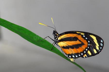 植物 热带 美丽的 佛罗里达州 蝴蝶 站立 眼睛 昆虫 变模糊