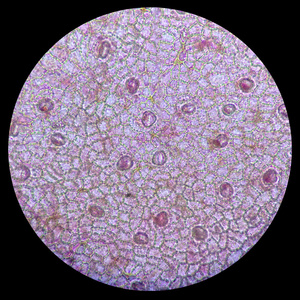 纹理 植物 科学 居住 显微镜 组织 气孔 学习 降低 细胞