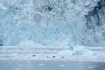 旅行 潮水 冻结 自然 颜色 风景 冰山 声音 阿拉斯加