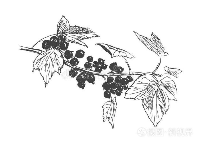 手绘素描黑加仑插画-正版商用图片1tqy5f-摄图新视界
