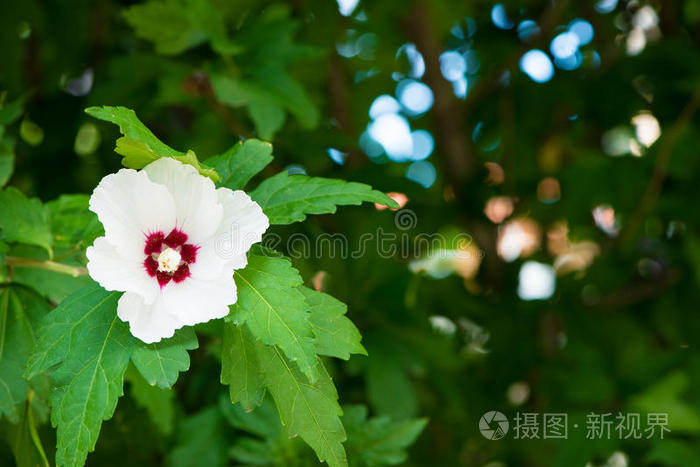 风信子花