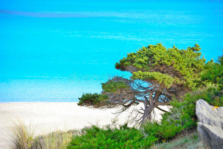 地中海 植被 松木 树叶 海景 灌木 海滨 天堂 绿松石