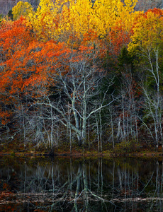 五颜六色的秋天树叶水反射