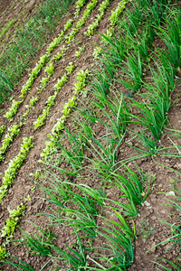 甘蓝 萝卜 领域 土壤 成长 胡萝卜 食物 植物 农场 特写镜头