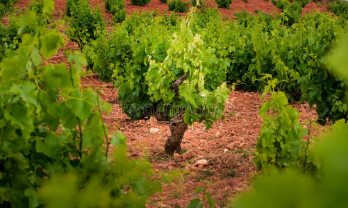 收获 领域 环境 农田 葡萄酒 颜色 葡萄栽培 植物 行业